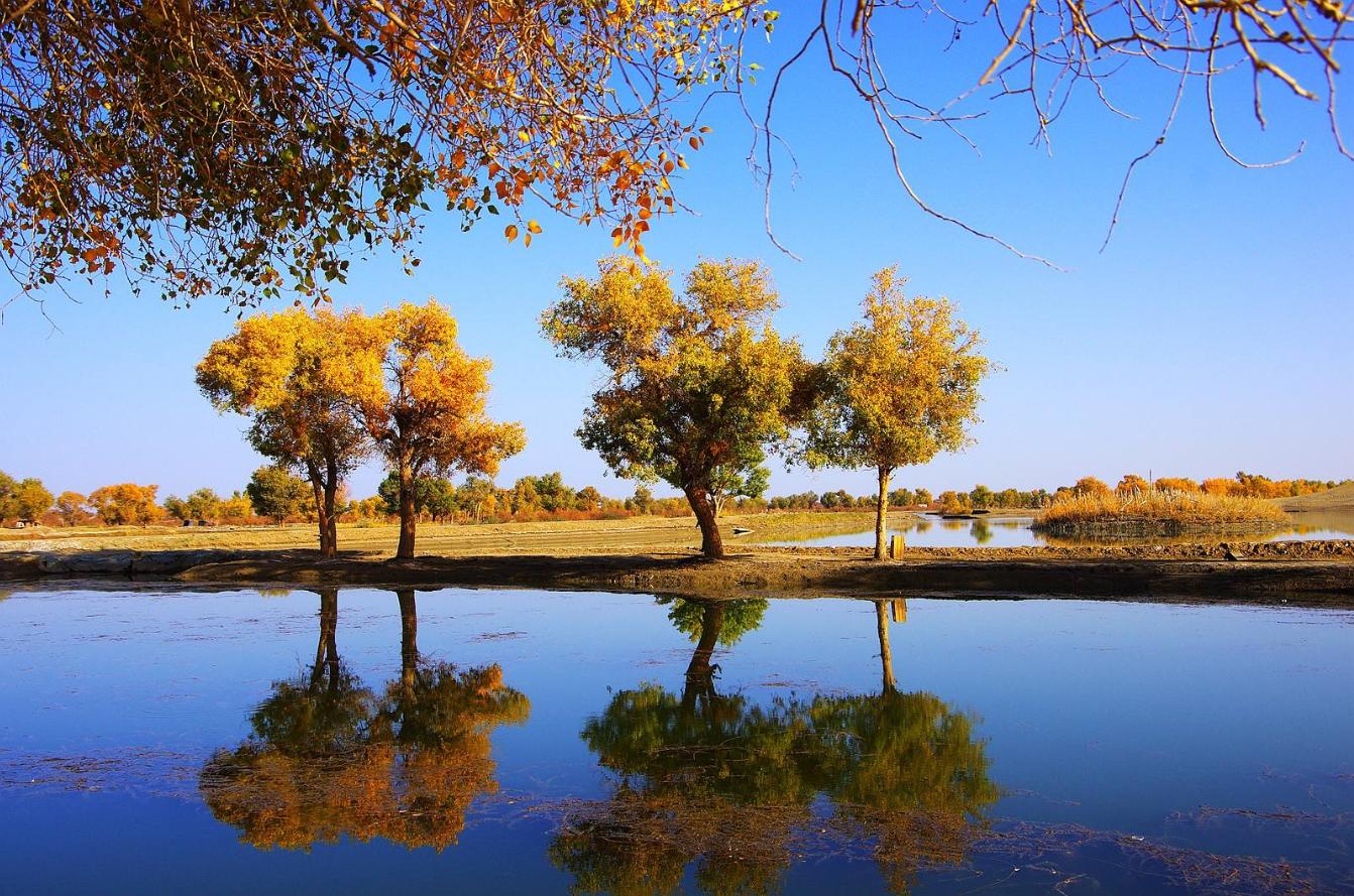 塔里木河沙漠绿洲,尉犁塔里木胡杨林自然保护区