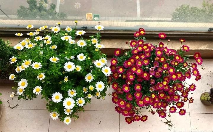 盆栽花发蔫什么原因,买回来的花很快就蔫的原因