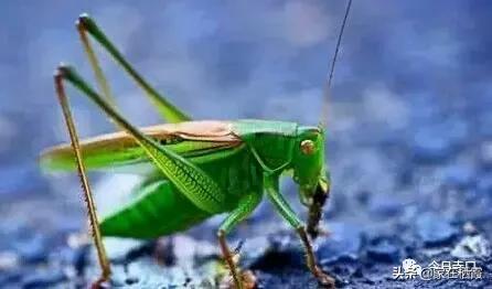 栖霞的美食,栖霞有哪些好吃的美食