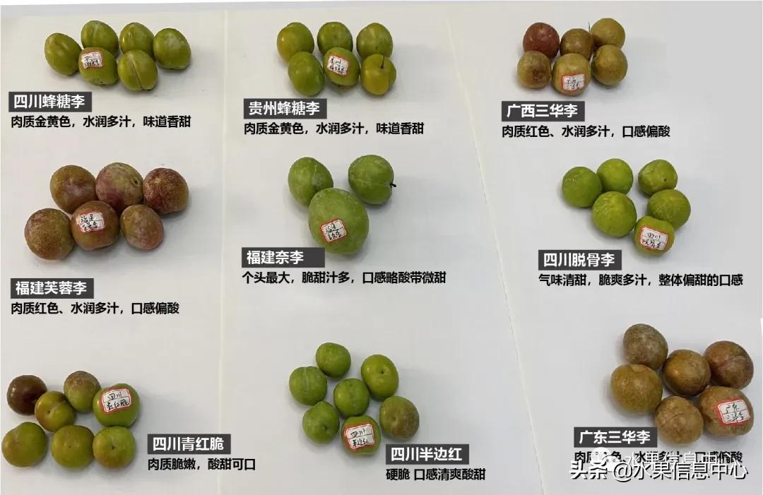 李子柒测评黄桃罐头,正宗蜂糖李子几月份成熟