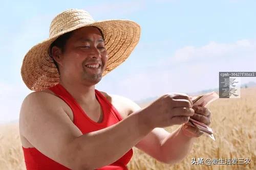 中华黑桃王种植技术,黑桃效益