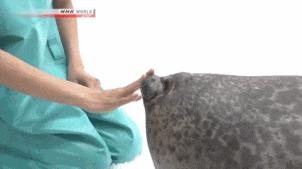 这届年轻人已经饥渴到“吸海豹”了……