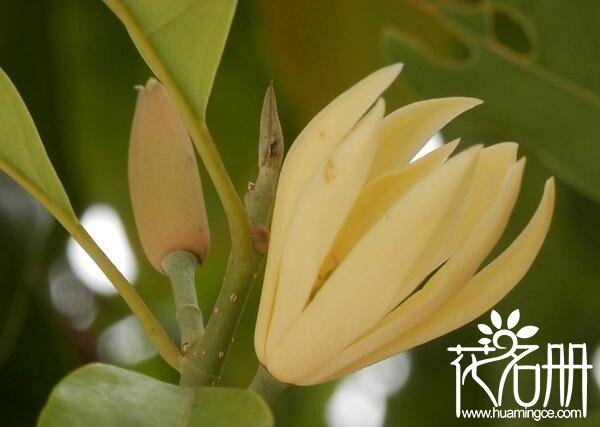 白兰花语,白兰花的寓意和花语是纯洁的爱