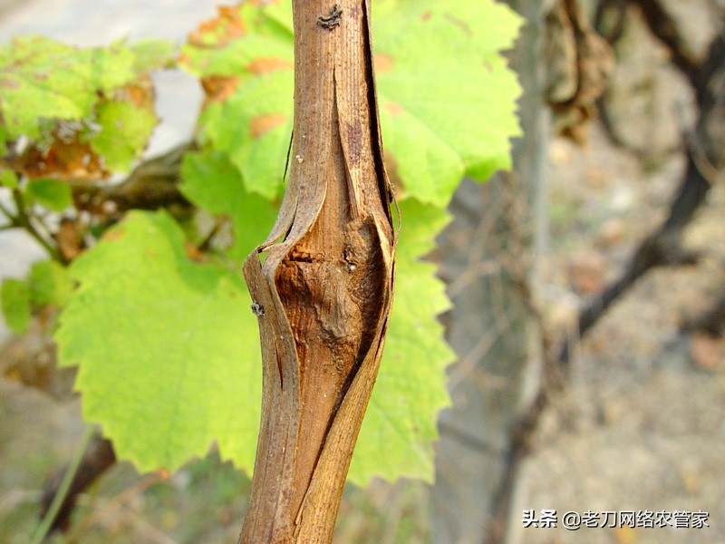 连续阴雨天红提葡萄要如何管理,高温天气葡萄果粒发蔫正常吗