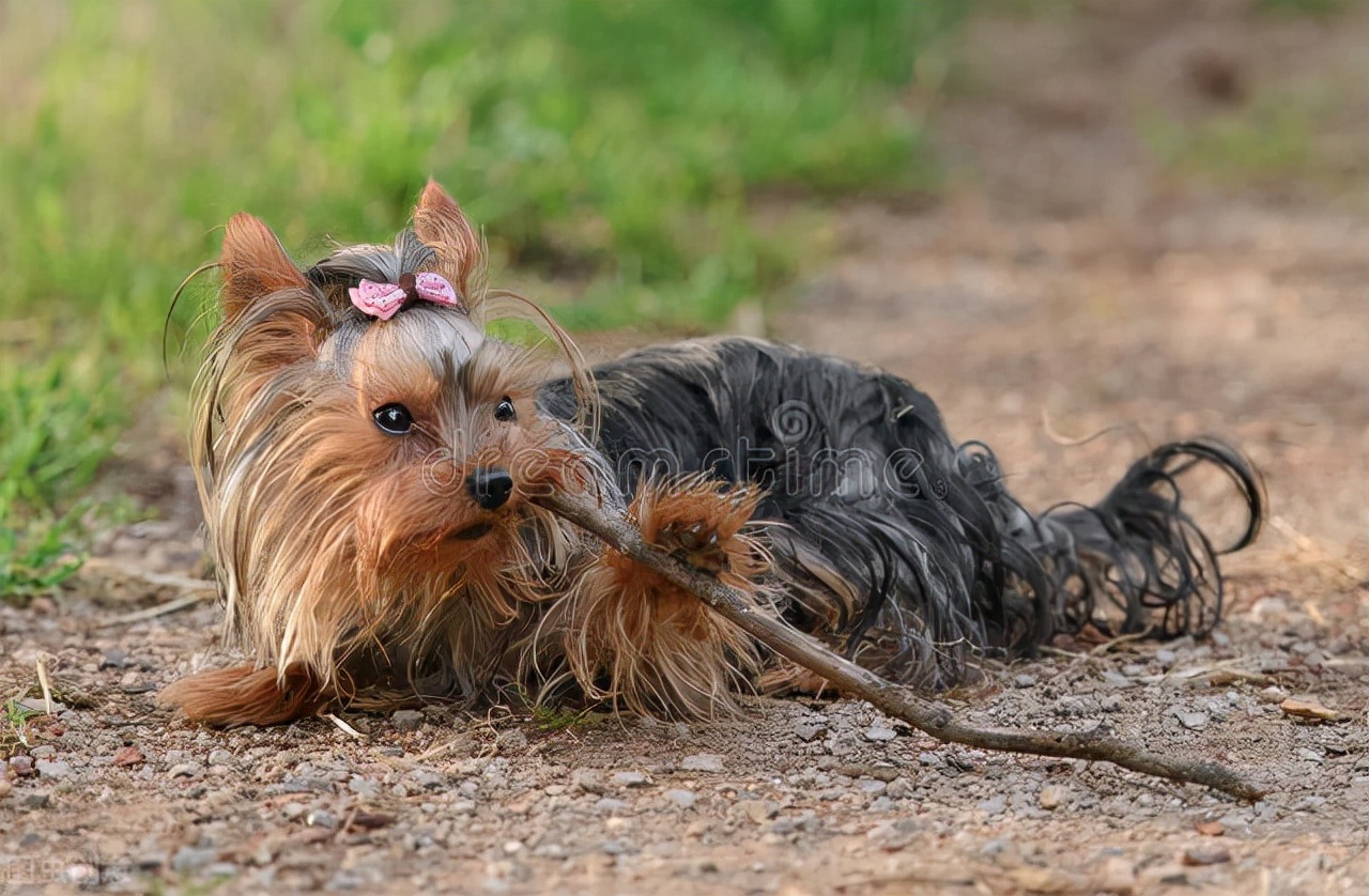 养宠物日记完整版,养宠小知识狗狗怀孕50天食欲下降