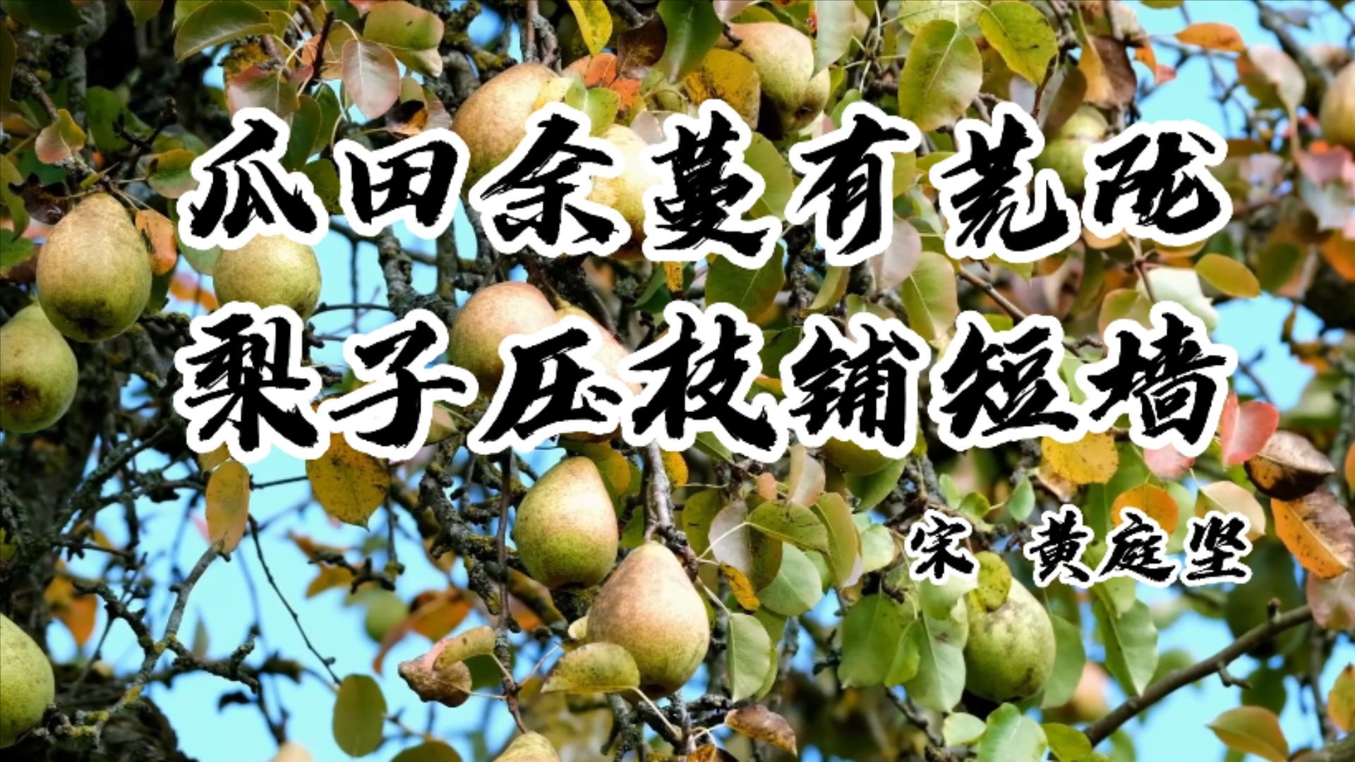 秋季这几种水果吃多了很养人,秋季绝不能多吃的10种水果