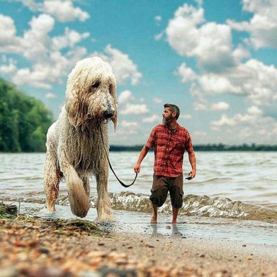 巨型贵宾犬好吗值得养吗,价格贵的大型犬