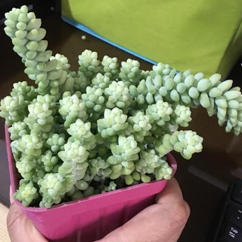 垂吊碧玉莲,串玉挂坠