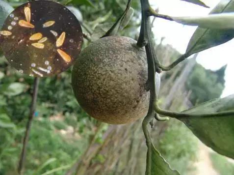 柑橘锈壁虱什么时间发生,柑橘锈壁虱危害图