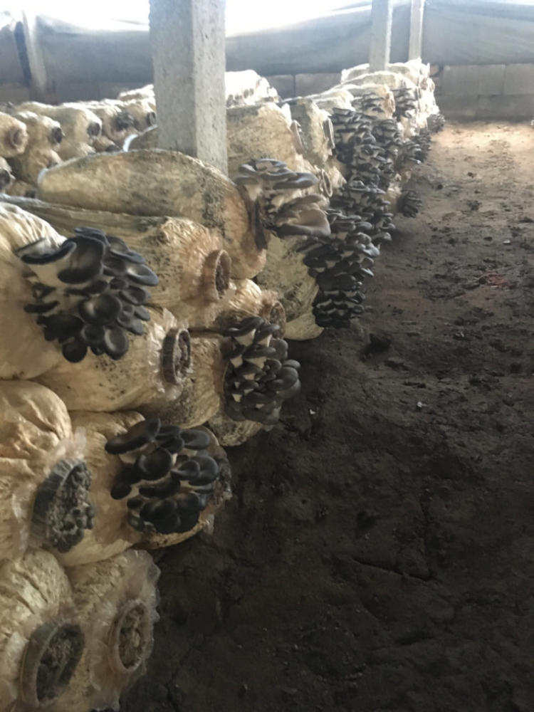 平菇种植方法及配料,平菇从种到采收要需要多长时间