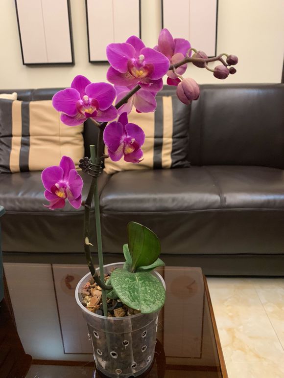 养蝴蝶兰记住这几点,养蝴蝶兰花有什么技巧