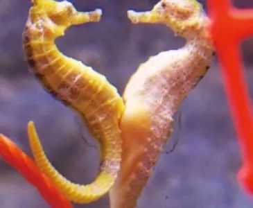 男性生育案例澳大利亚,在澳洲能不能生孩子