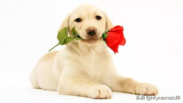 十二属相在今年每月的吉凶,十二属相各自都有什么缺人点