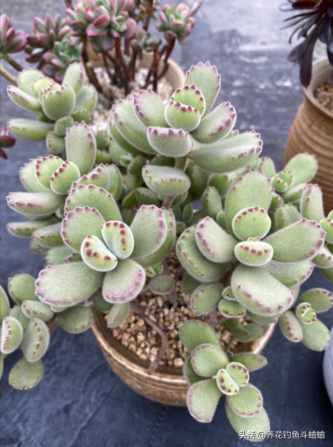 养熊童子用什么土好,熊童子多肉怎么养叶层变多