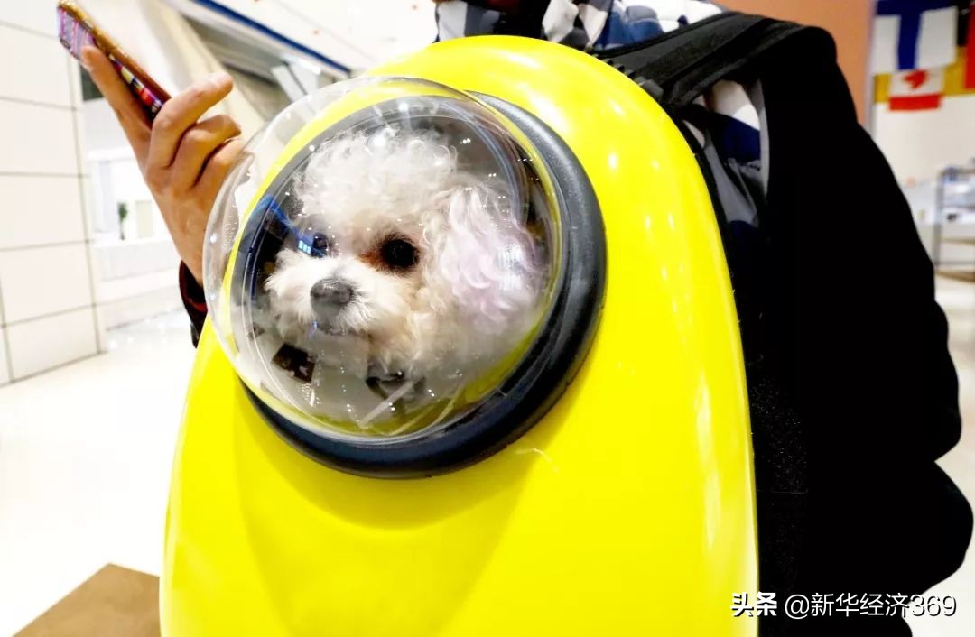 南京宠物中心商场,宠物用品购物中心