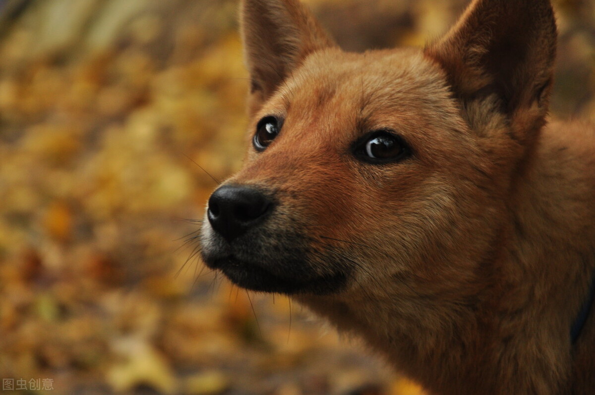 童年往事之我和狗