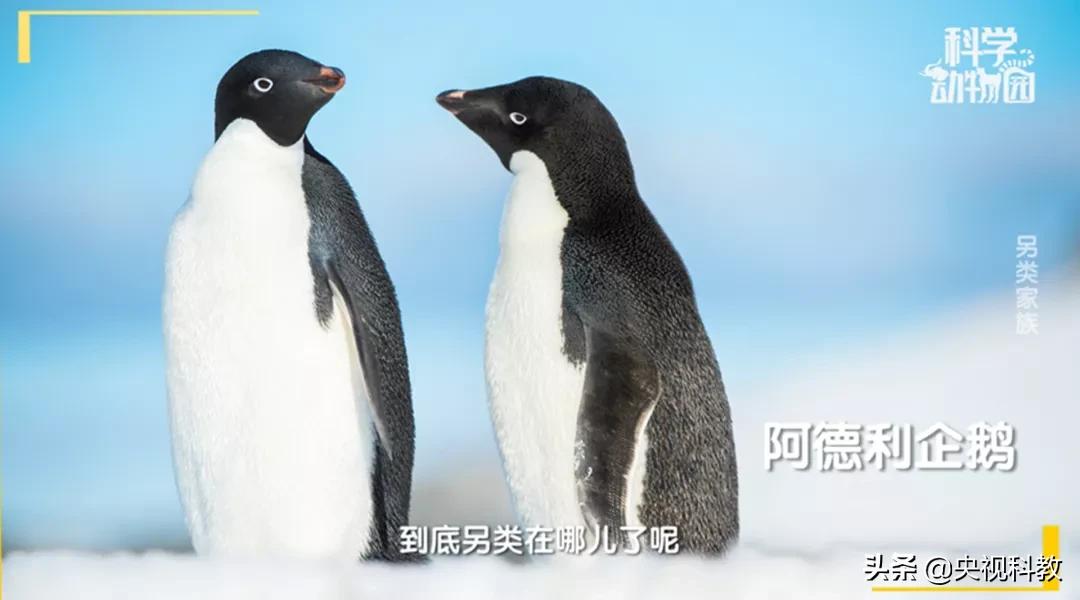 某些企鹅竟然偷东西成瘾，张腾岳一句话道破真相