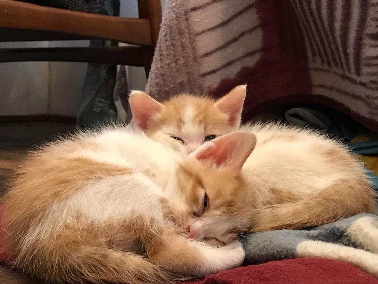 猫咪发情时我们应该怎么办？大掌柜带你了解猫咪的发情期！