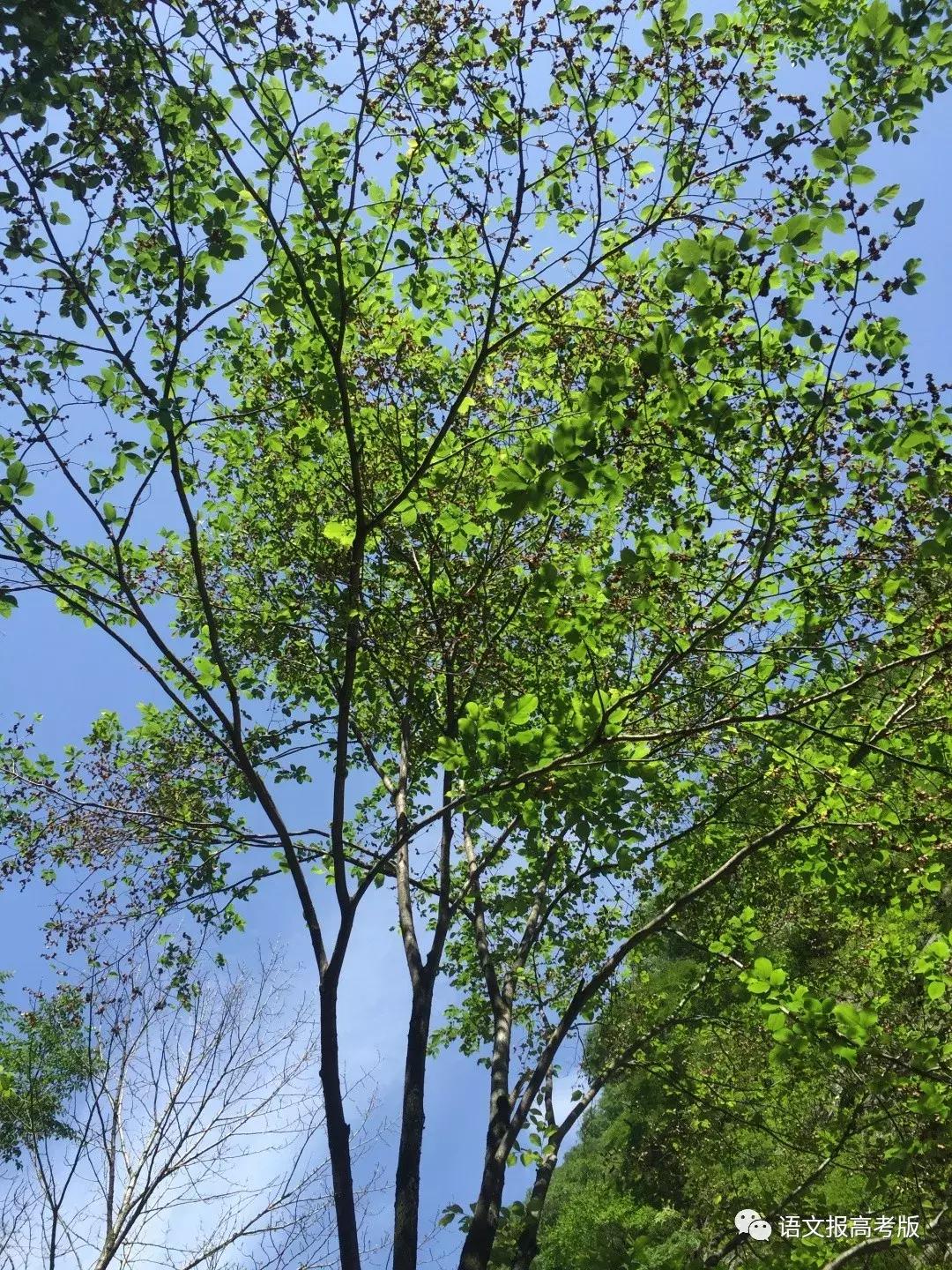 爱尔兰叶芝作品,爱尔兰叶芝原唱