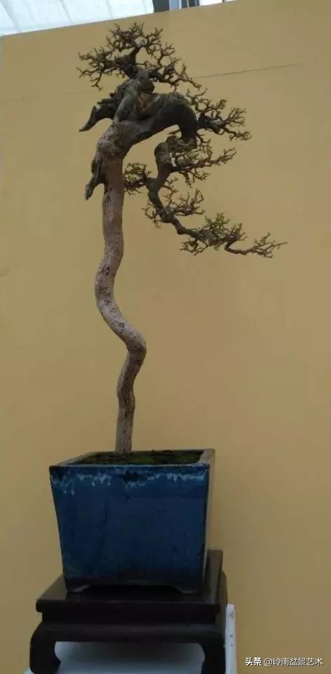 以根代杆下细上粗式盆景图片,十种适合吊着养的盆景