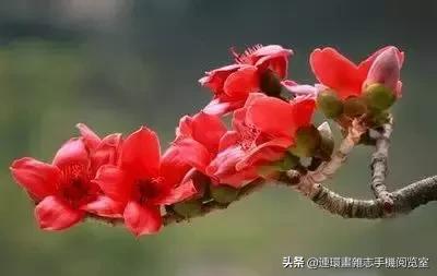 各种花的花语文案,花的花语100种