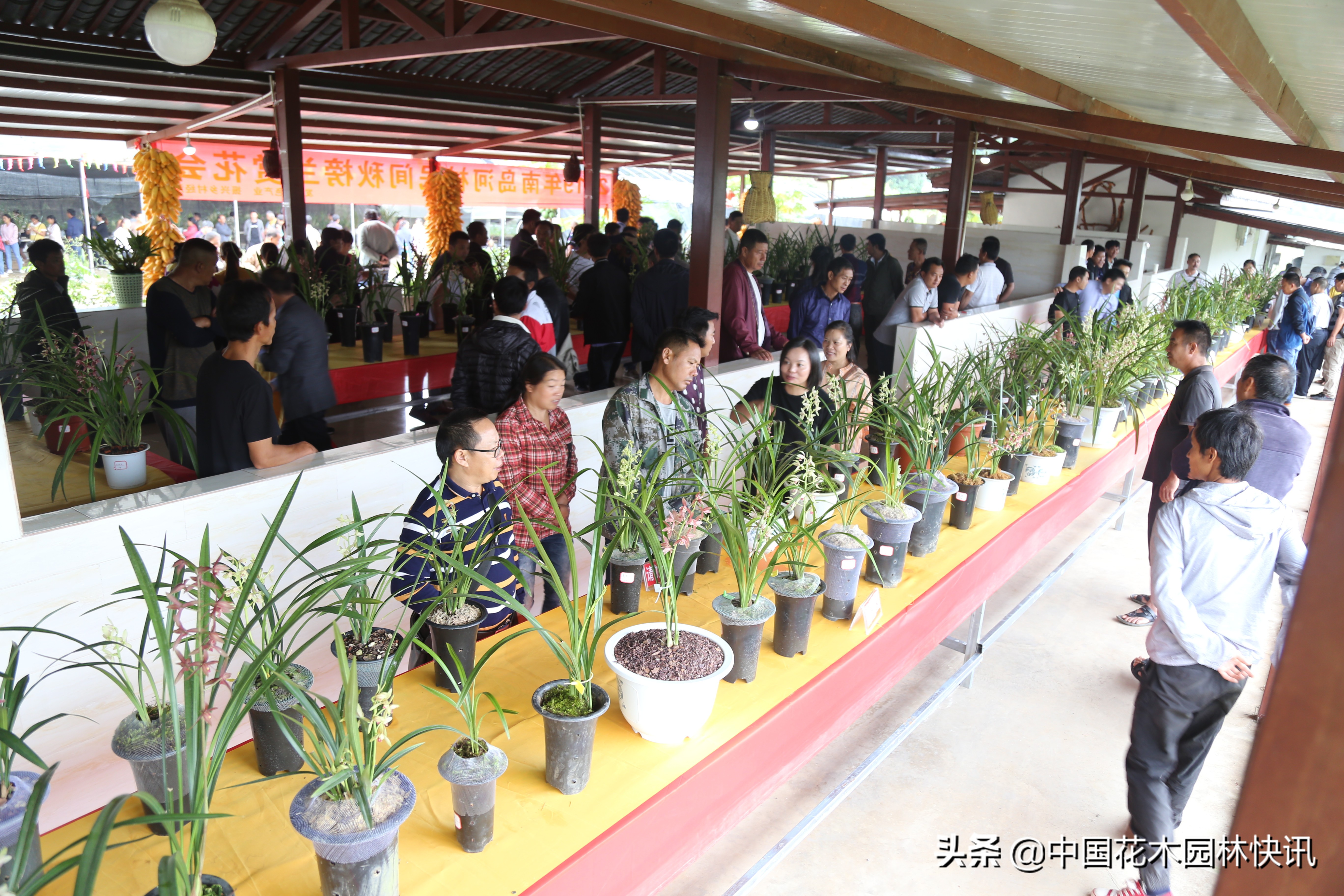 普洱南岛河村秋榜兰赏花会成功举办300盆原生种精品兰花同台比美
