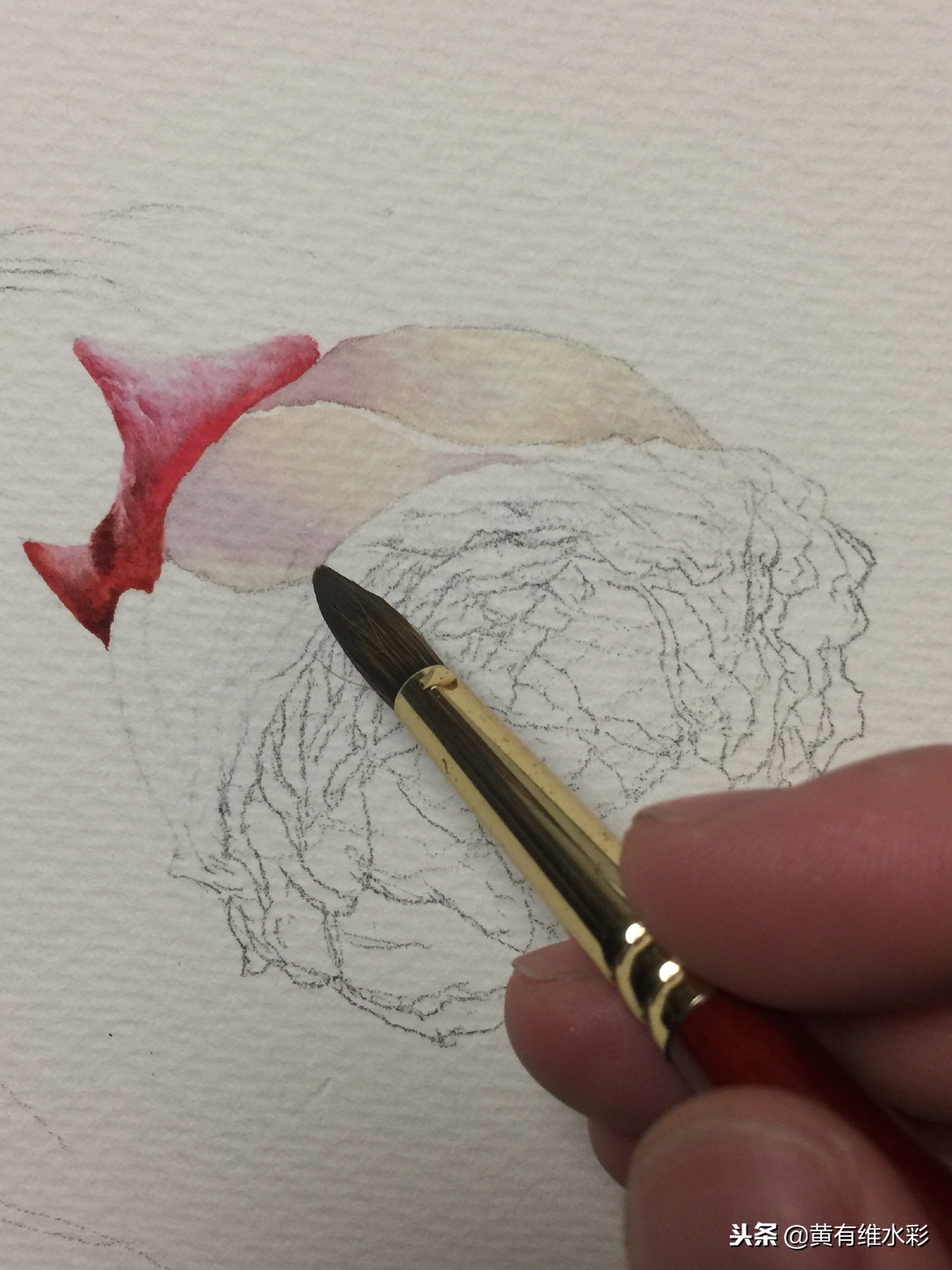 水彩绘画教程简单玫瑰,水彩步骤图花卉