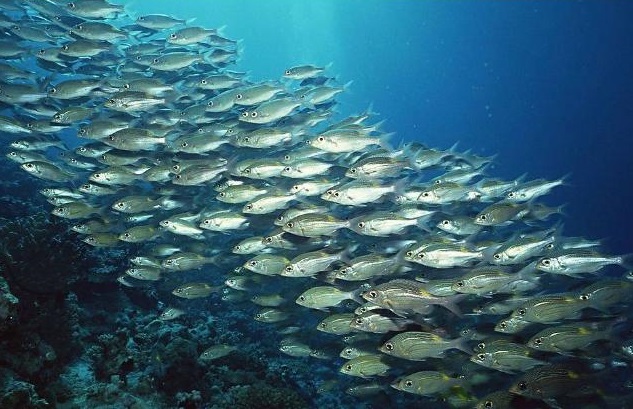 脱发怎么补气血养毛囊,毛囊营养不良脱发