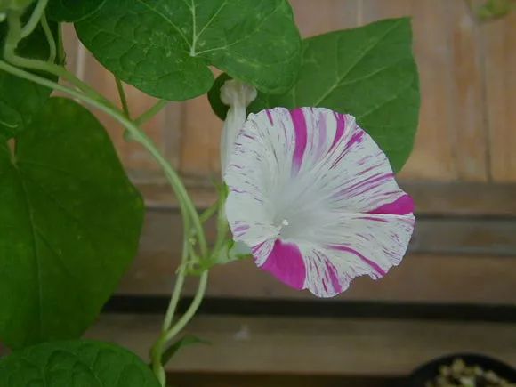 牵牛花到处都可以肆无忌惮的生长,不常见的品种,美出天际!