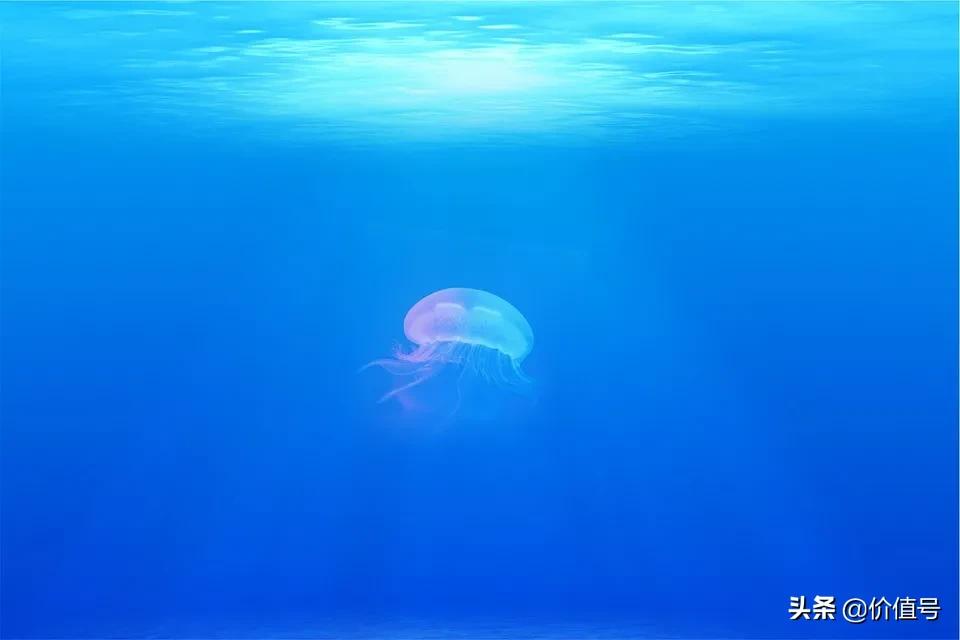 想去帕劳旅游哪个旅行社可以,想去帕劳怎么走