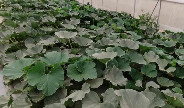 棚外南瓜正确的整枝打叉图解,大棚南瓜单蔓整枝打顶全过程