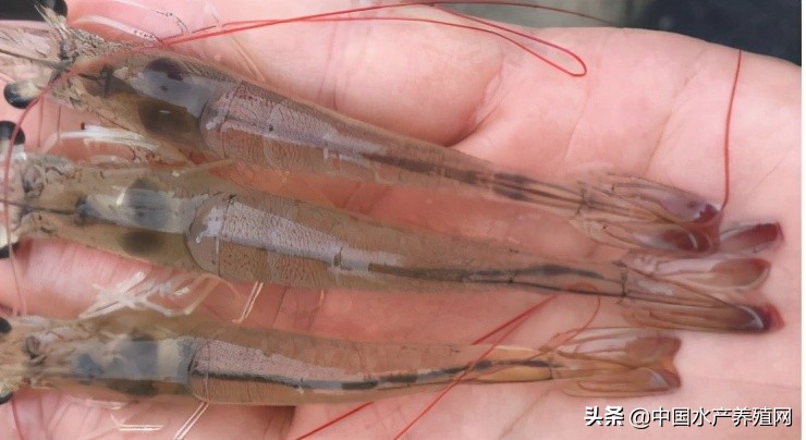 中草药制剂HCV弧菌病能防治、修复肝胰腺，广东省农业力推技术