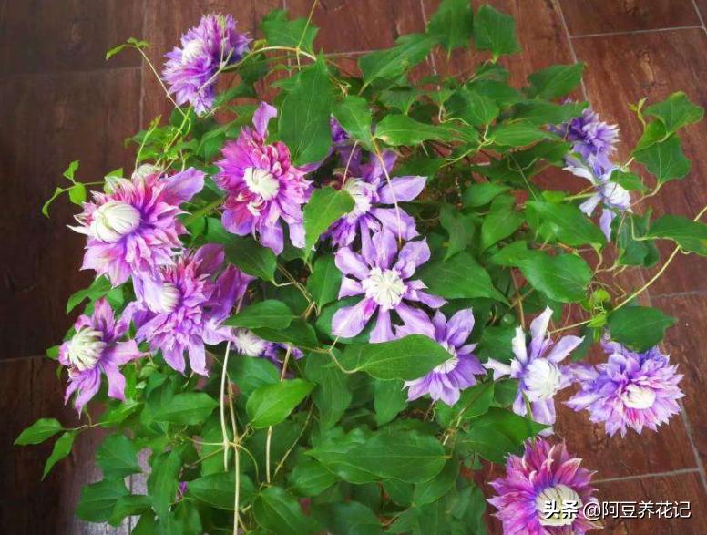 养花3年，把“魔法喷泉”养成“活瀑布”，养护过程4点别忽视