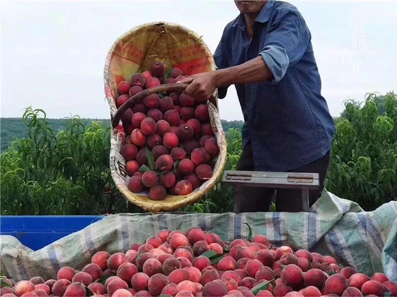 富含花青素的水果和食物有哪些,补充花青素最好的水果是什么