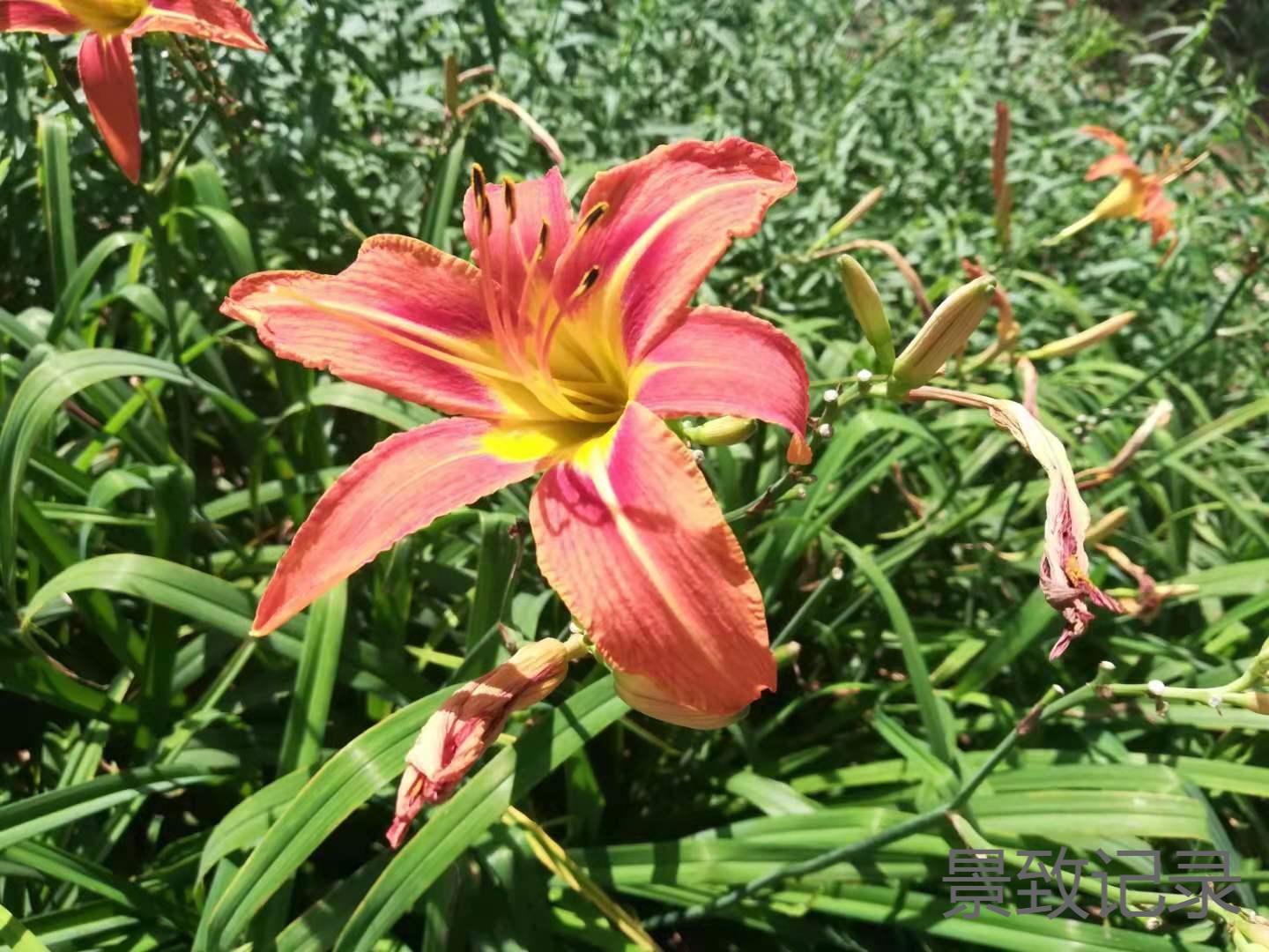 美丽的重庆南山植物园游玩记录,大足南山植物园有哪些植物