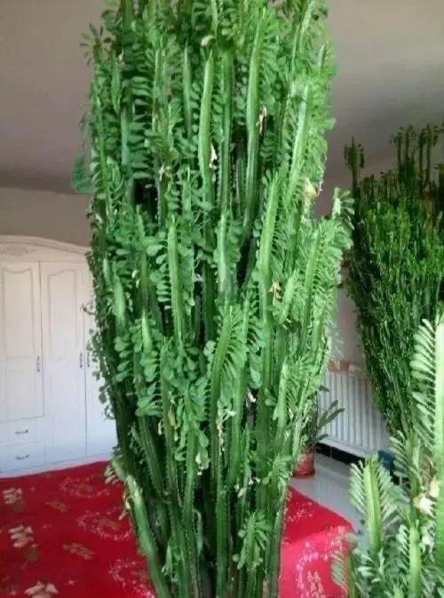 长了二十年的芦荟,龟背竹芦荟