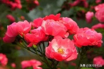 醉美沙堤,3月漯河美景