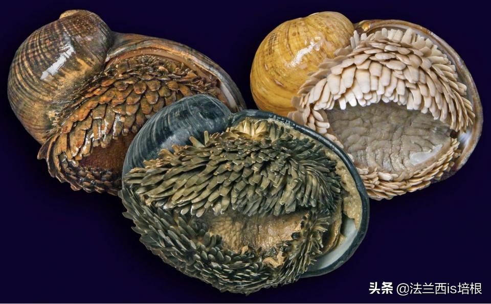 不吃饭的甲壳虫,深海蜗牛怎么吃