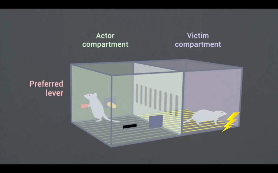 电击同伴就有糖吃,在诱惑与人性的抉择中你的表现可能和它差不多