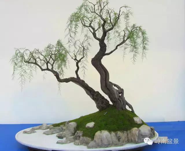 临水式金弹子盆景图片大全欣赏,看盆景展里赏心悦目的盆景