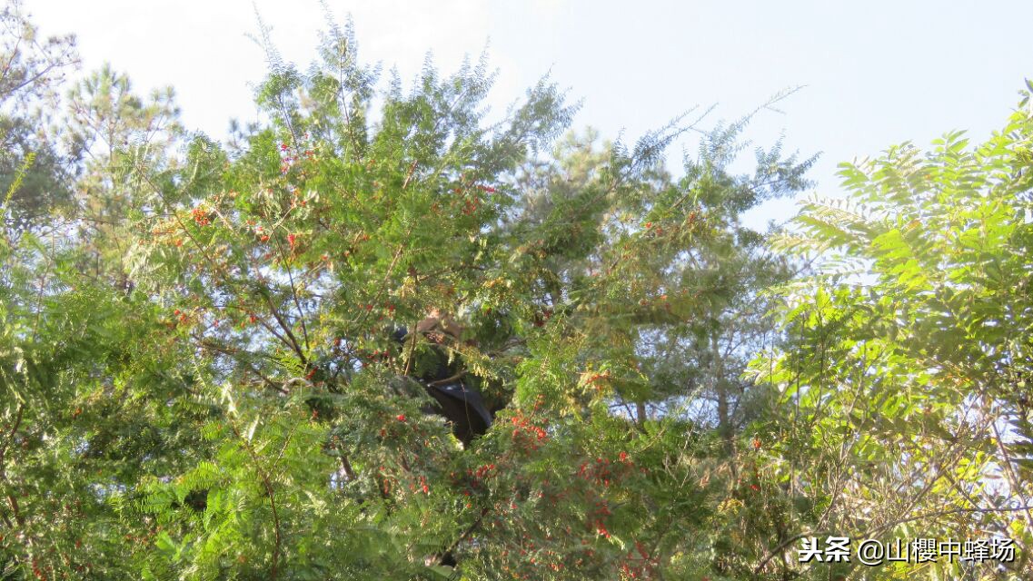 红豆杉果子几年成熟,红豆杉果实不红