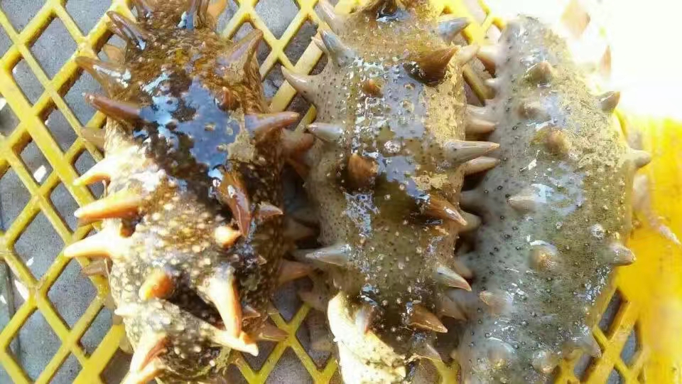 海参的七大习性,为什么海参会苦