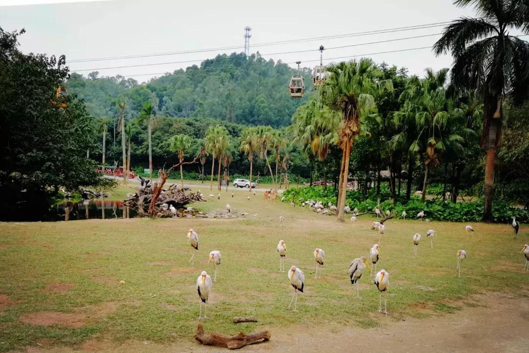 去广州长隆动物园怎么玩划算,广州长隆动物园一天最全游玩攻略