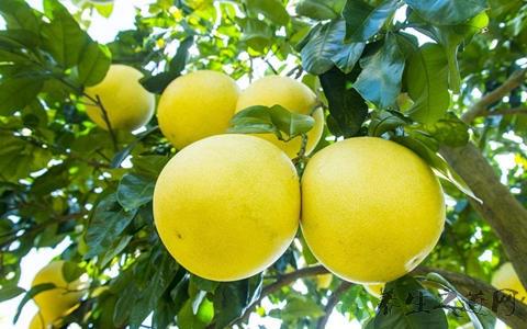 柚子果树贱卖,柚子低价供货