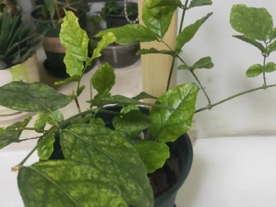 花买回来叶子蔫了怎么办,花掉花苞有什么好方法吗