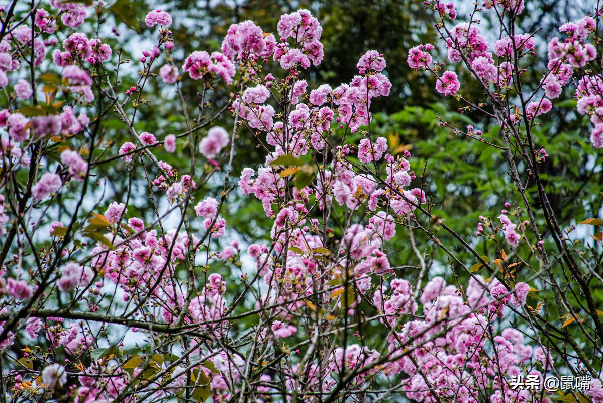 世说新语原文和译文,世说新语原文及翻译陈太丘与友期