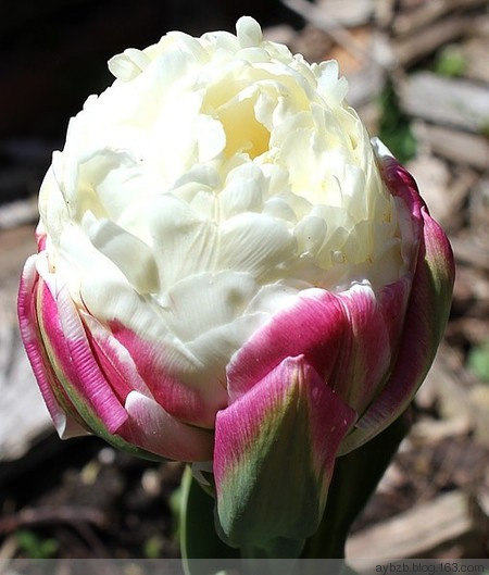 最好记的花名大全,很难得一见的花
