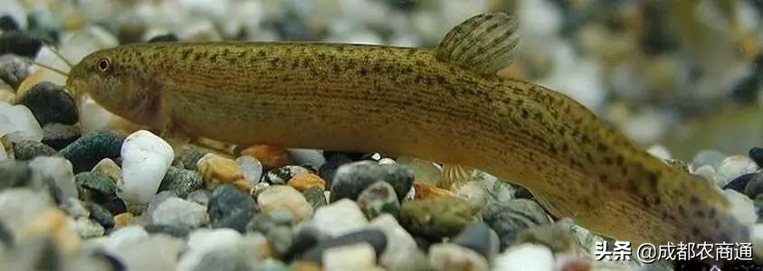 泥鳅养殖前景和价格,泥鳅养殖的价格是多少