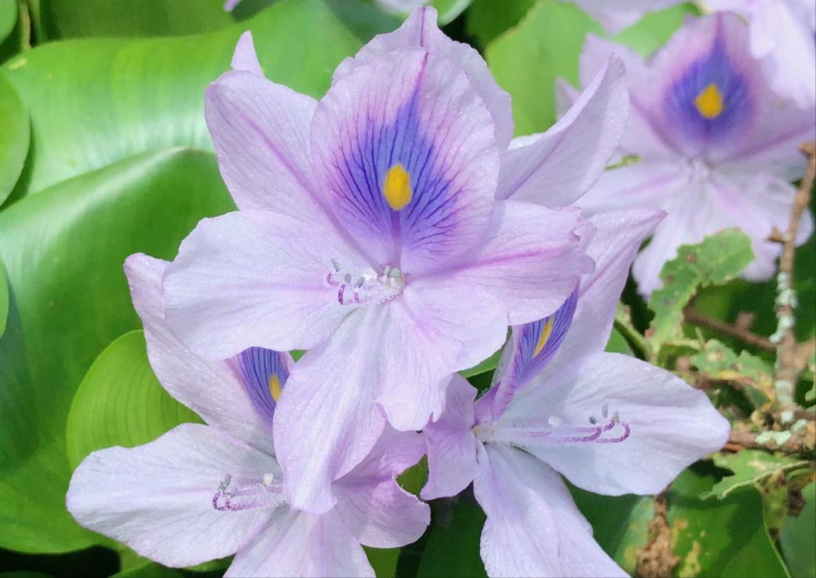 水葫芦为什么很少人看到,水葫芦的种类与图片介绍