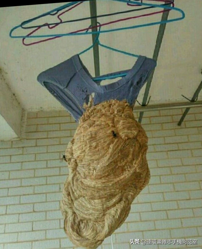 各式蜂巢,各种各样的蜂窝